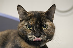 Cats Who Suckle and Lick People Cat with tongue sticking out